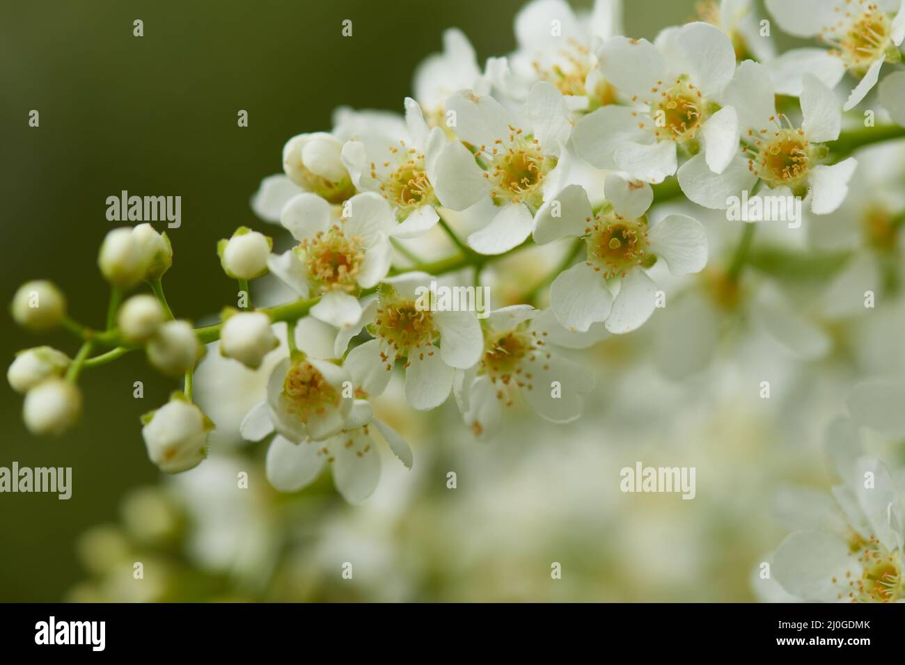 Prunus padus, noto come ciliegia d'uccello Foto Stock