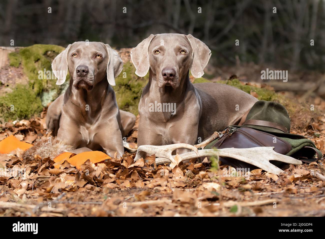 Due cani da punta tedeschi Foto Stock