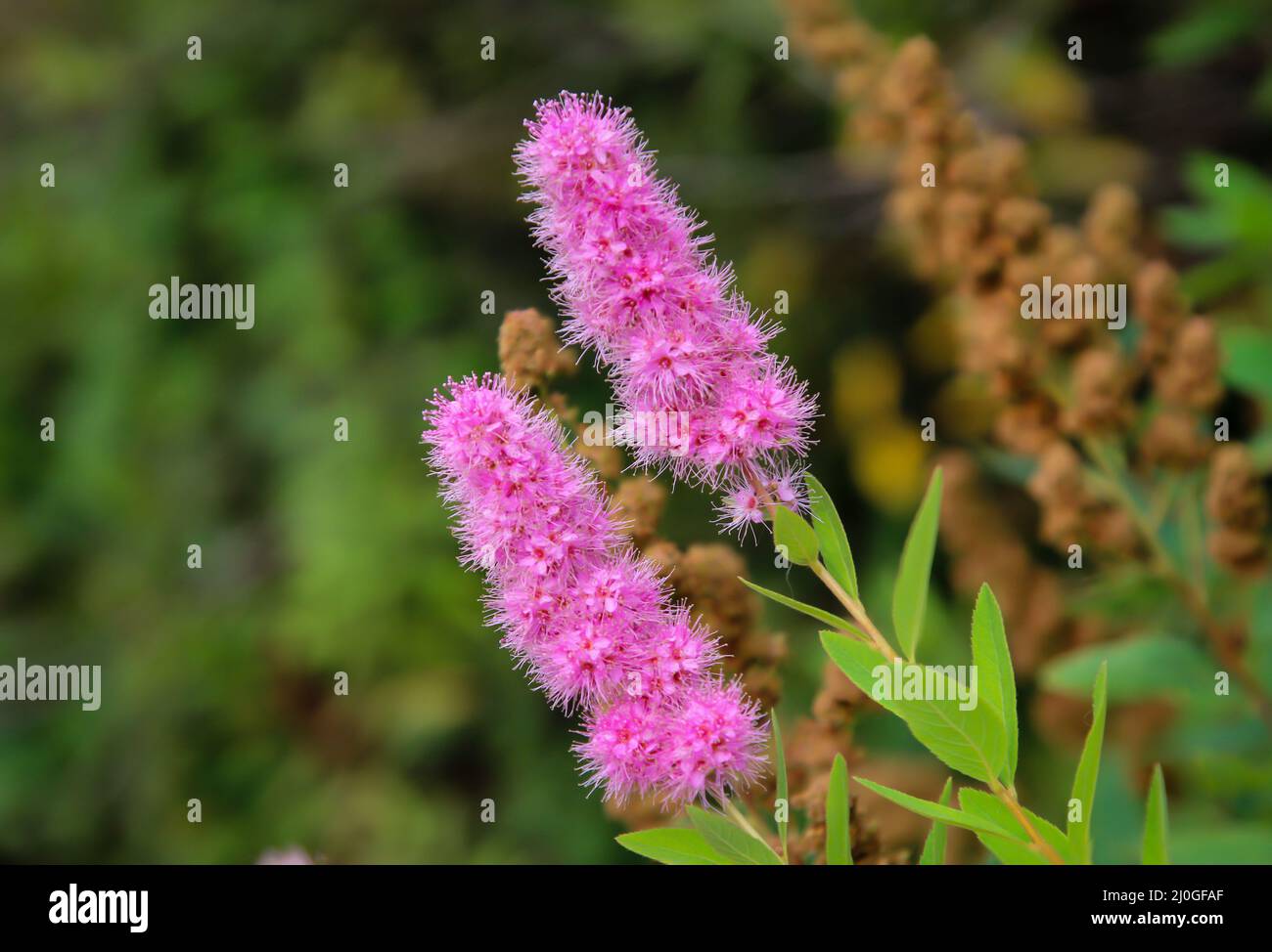 Foto di un fiore viola prato. Foto Stock