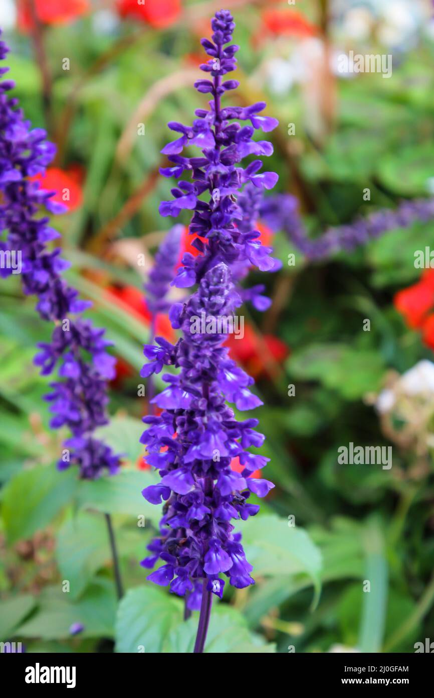 Foto di un fiore viola prato. Foto Stock