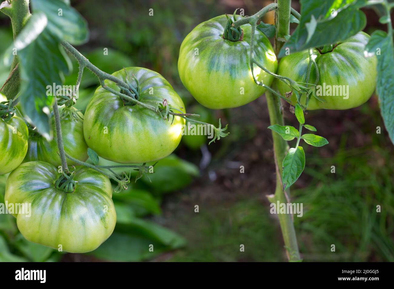 Primo piano gruppo di pomodori verdi in crescita in serra. Foto Stock