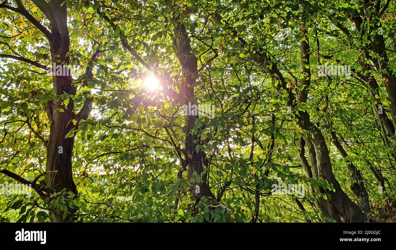 Bellissimo il panorama della foresta con un luminoso sole che splende attraverso gli alberi Foto Stock