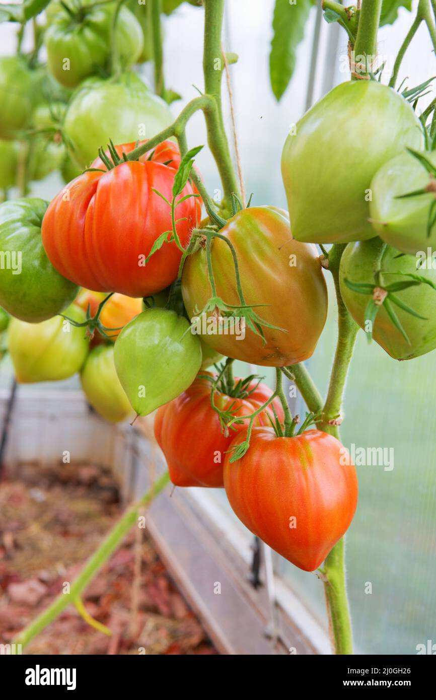 Primo piano di pomodori rossi in serra. Foto Stock