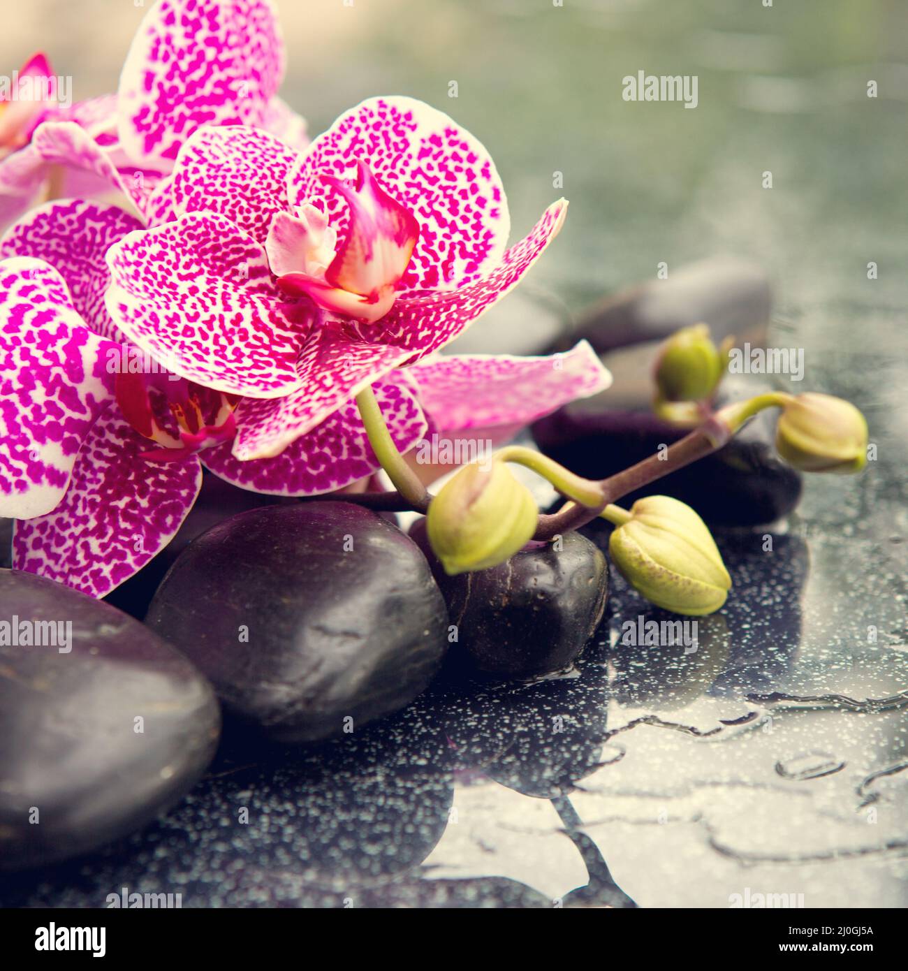 Concetto Spa con pietre zen e orchidea rosa. Foto Stock