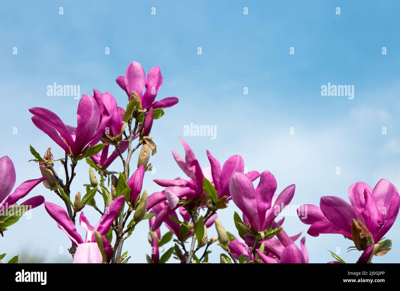 Magnolia in giardino primaverile e cielo blu. Foto Stock