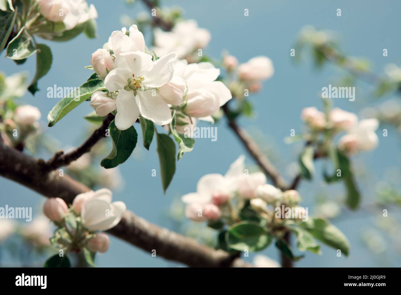 Primo piano sui fiori di mela bianca . Sfondo primaverile. Foto Stock