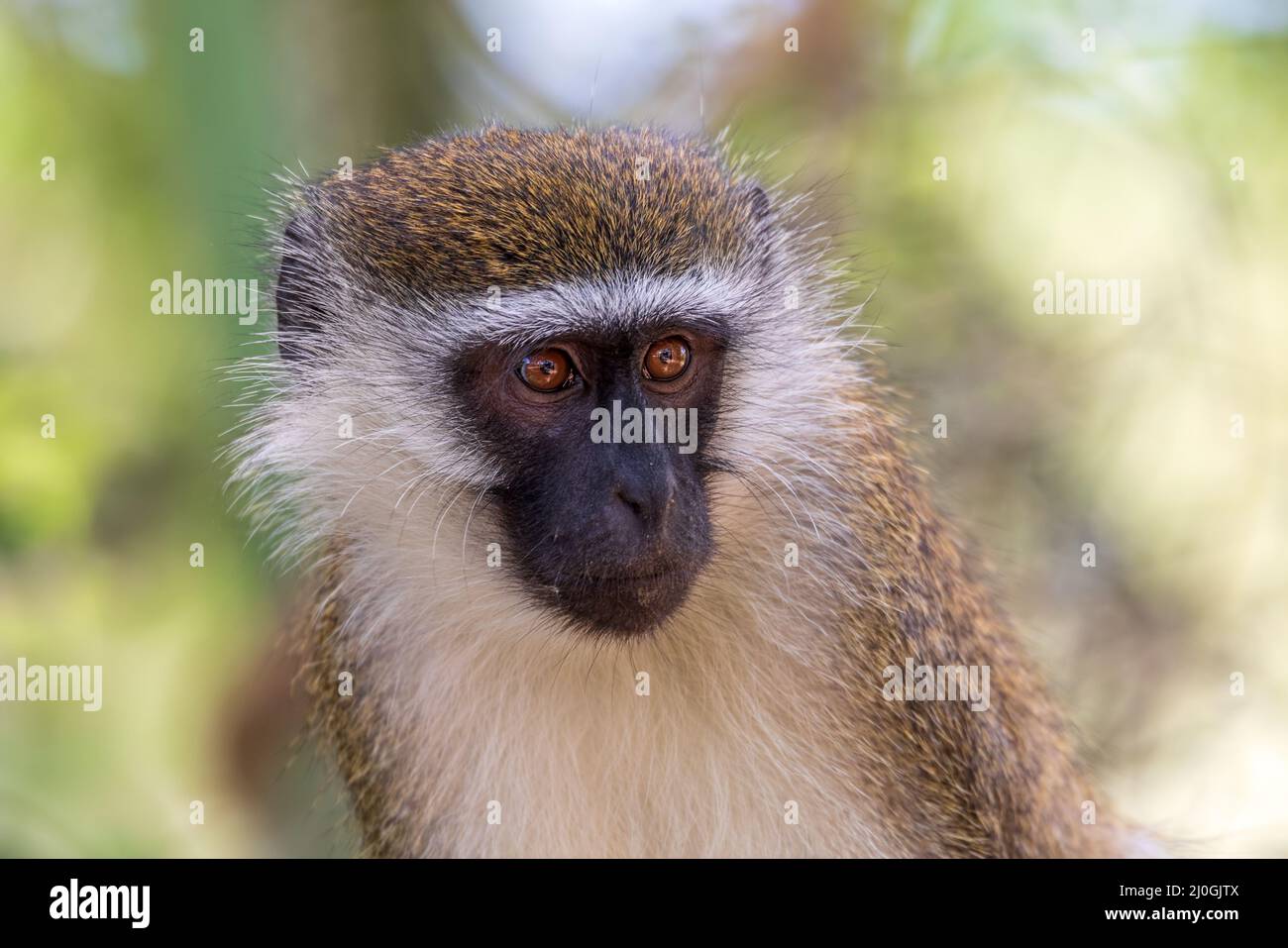 Vervet monkey nel lago Chamo, Etiopia Foto Stock