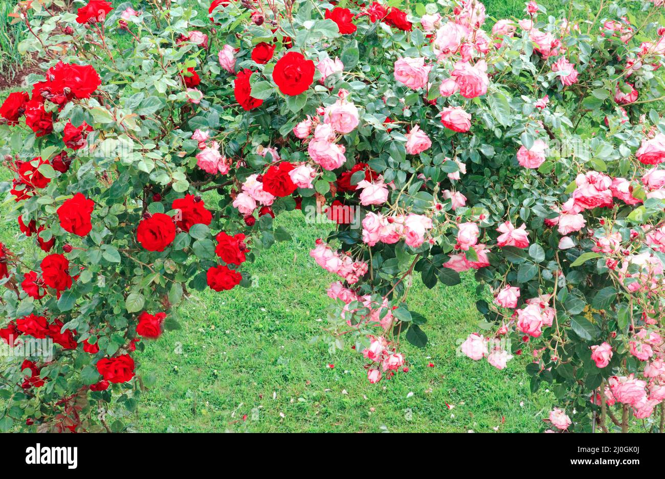 Pergola ricoperta di rose rampicanti rosa e rossa. Foto Stock