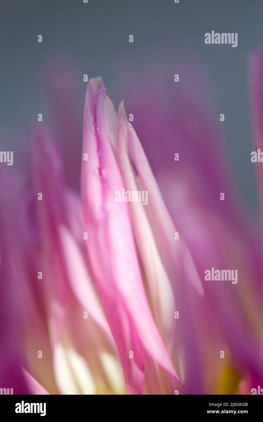 Foto macro di un dahlia rosa. Fiori sfondo Foto Stock