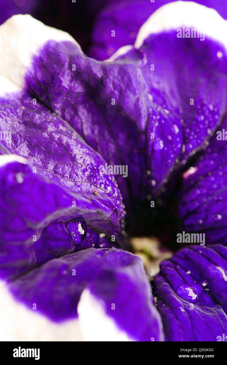 Primo piano sul fiore blu della Petunia con un bordo bianco. Foto Stock