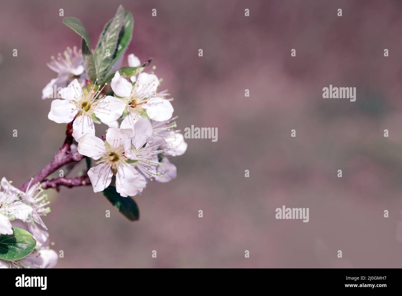 Foto macro di fiori di ciliegio bianco isolato su sfondo sfocato. Foto Stock