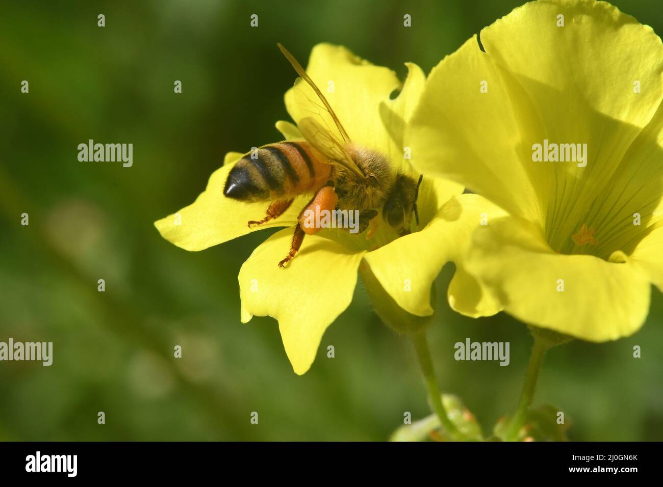 Oxalis pes-caprae impollinante delle api, Buttercup Oxalis, Bermuda Buttercup. Foto Stock