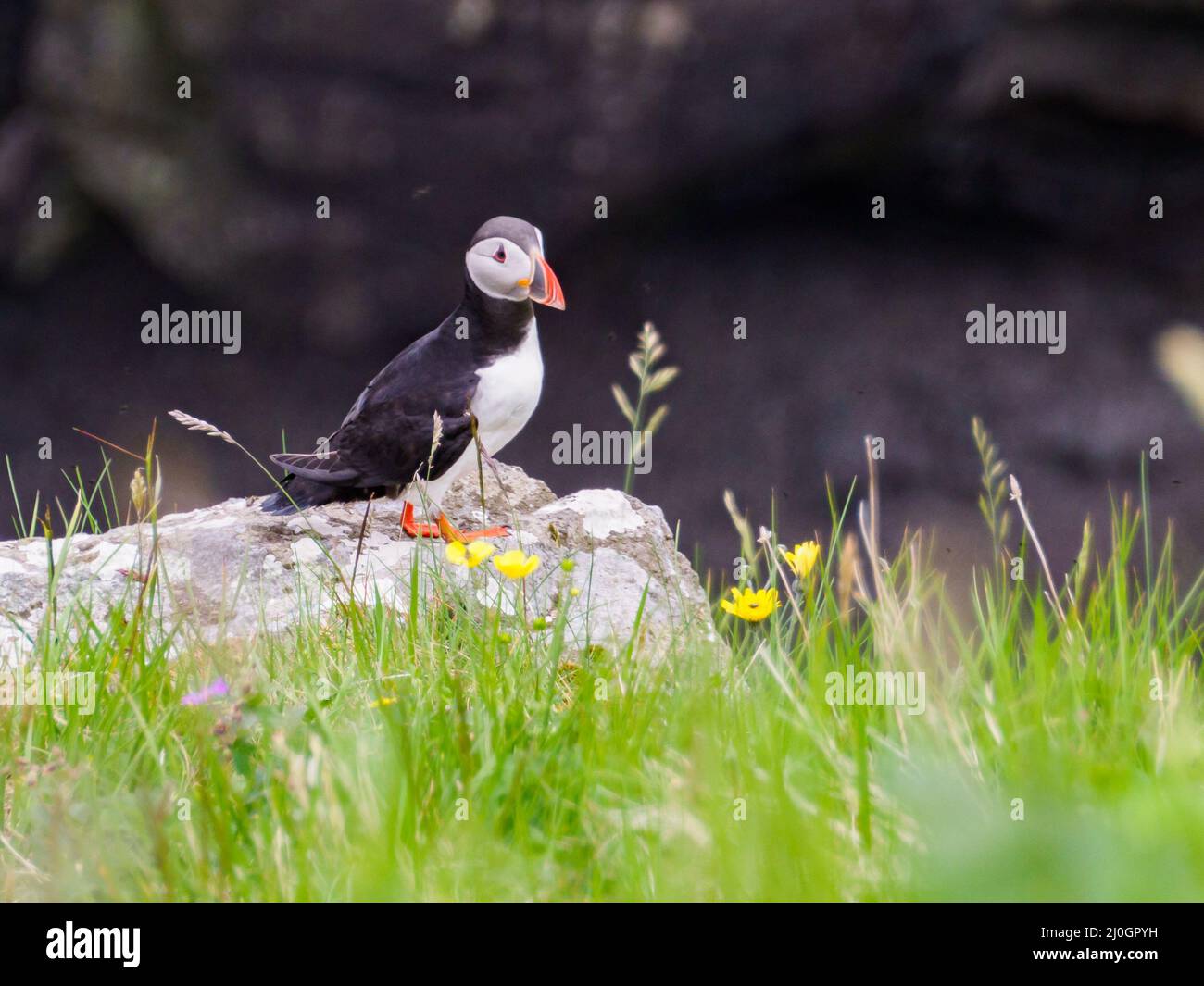 Il puffin Atlantico (Fratercola arctica), noto anche come puffin comune, è una specie di uccello marino della famiglia Alk. E 'l'unica puffin che è n Foto Stock