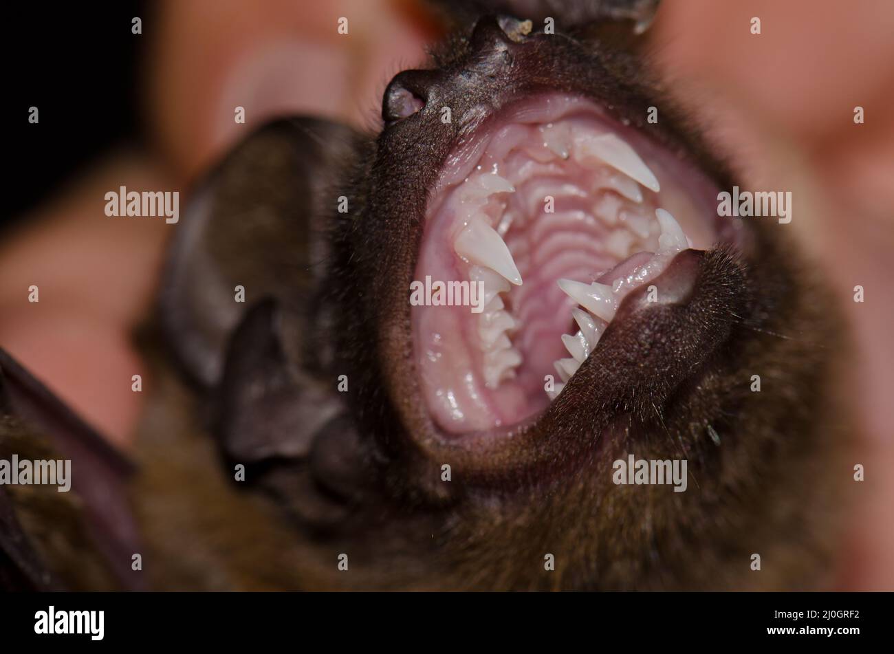 Denti di un pipistrello più grande Nyctalus lasiopterus. San Bartolome de Tirajana. Gran Canaria. Isole Canarie. Spagna. Foto Stock