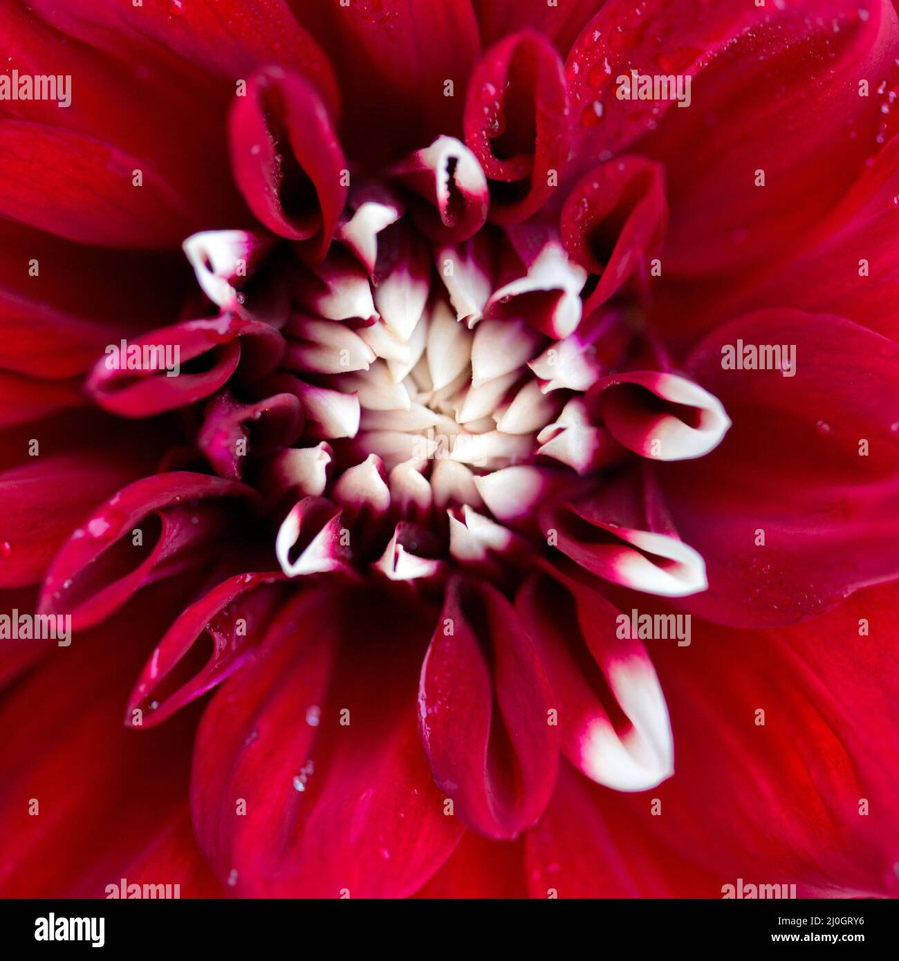 Foto macro di un fiore rosso dahlia sfondo. Foto Stock