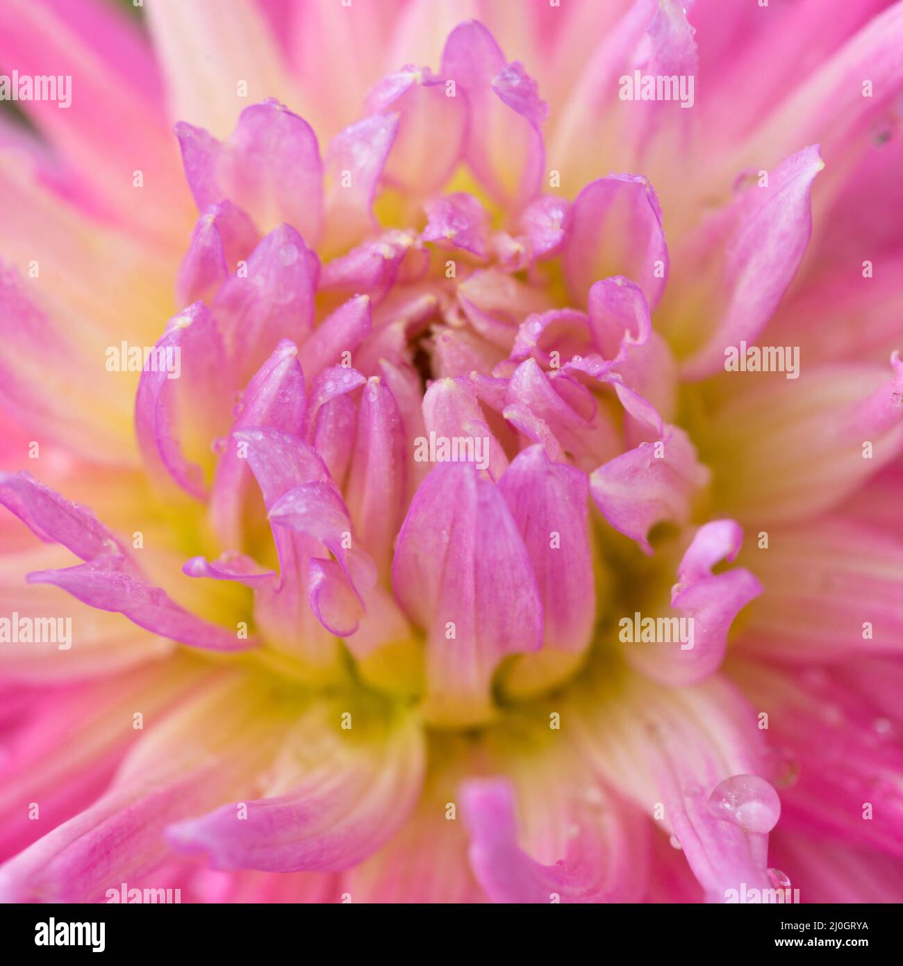 Foto macro di un dahlia rosa. Fiori sfondo Foto Stock