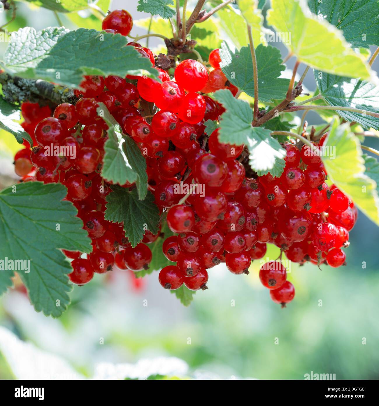 Bacche di ribes rosso su un cespuglio closeup isolato. Foto Stock