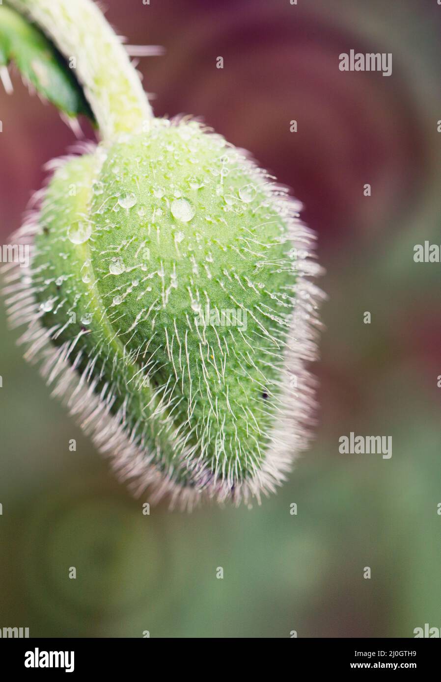 Macro foto di natura germoglio fiore papavero isolato su sfondo verde. Foto Stock