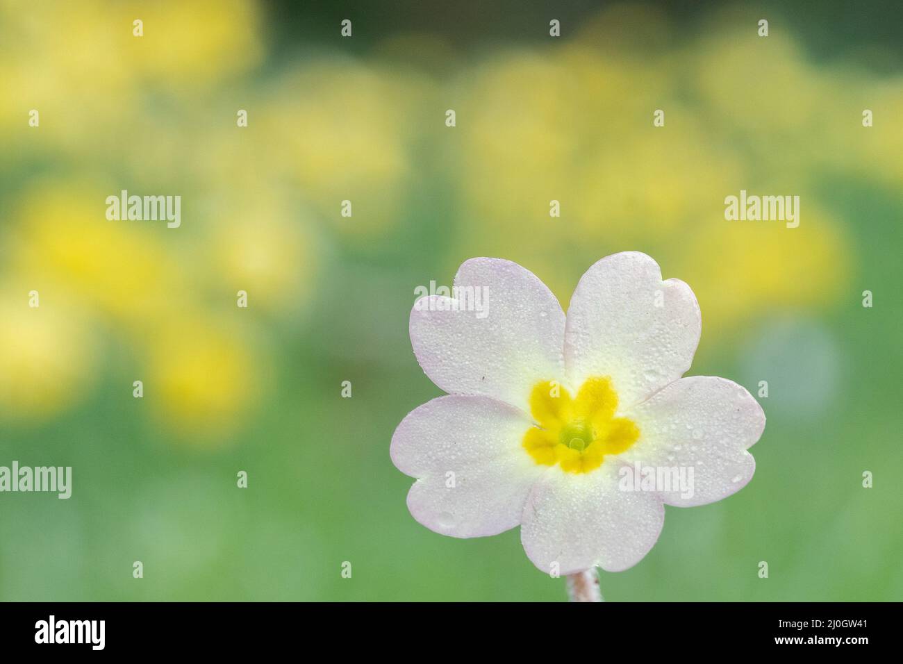 Primrose nel vecchio cimitero di Southampton Foto Stock