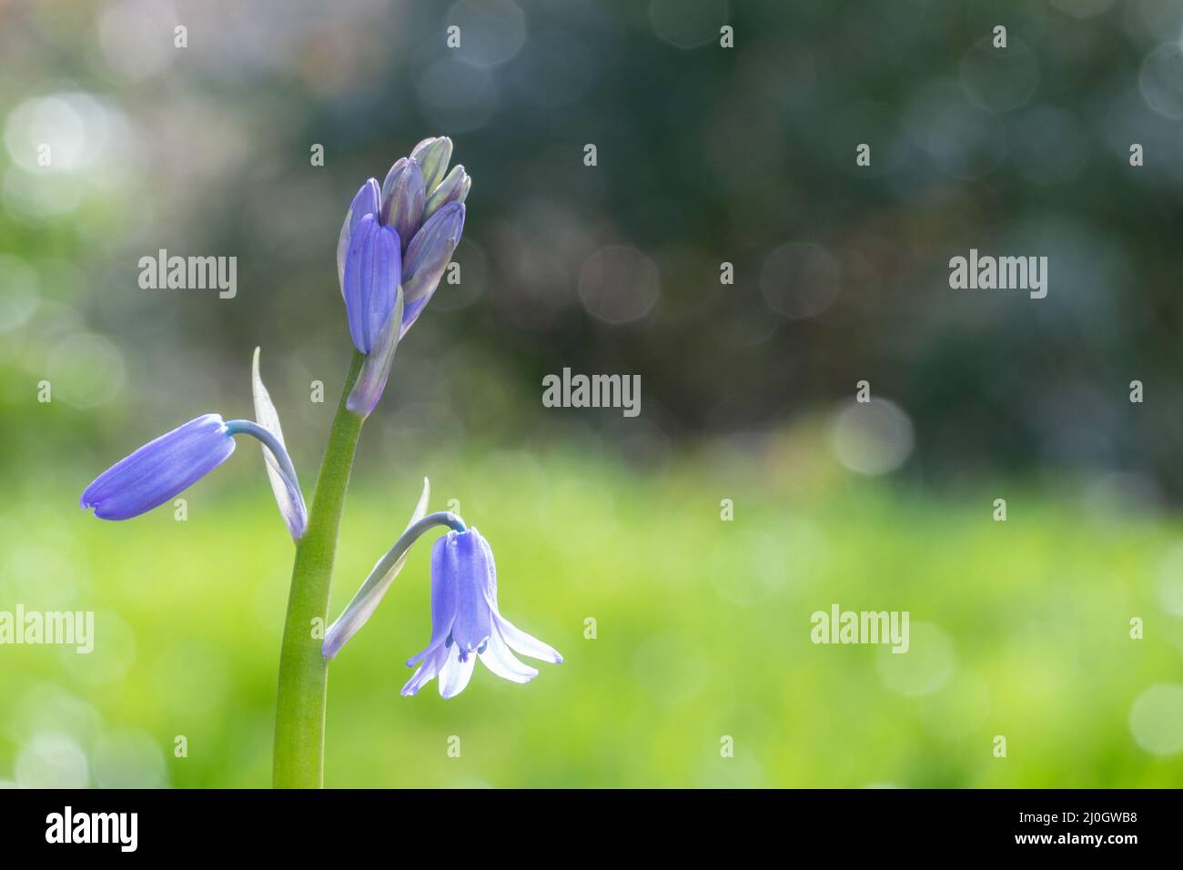 Bluebell spagnolo nel vecchio cimitero di Southampton Foto Stock