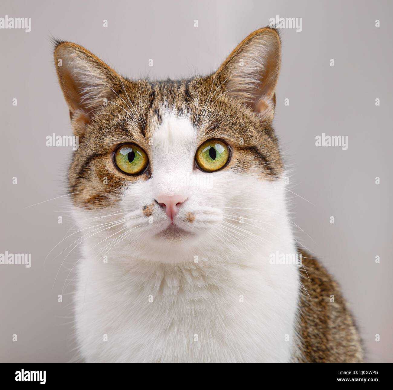 Ritratto di simpatico gatto che guarda con grandi occhi verdi Foto Stock