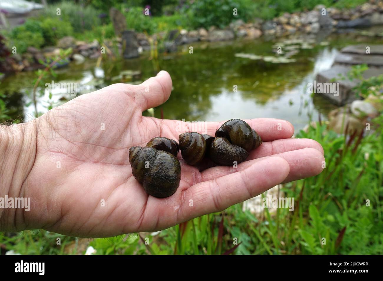 Lumaca di copertura palude smussata, chiamata anche lumaca di copertura del fiume (viviparus viviparus), che giace su una mano Foto Stock