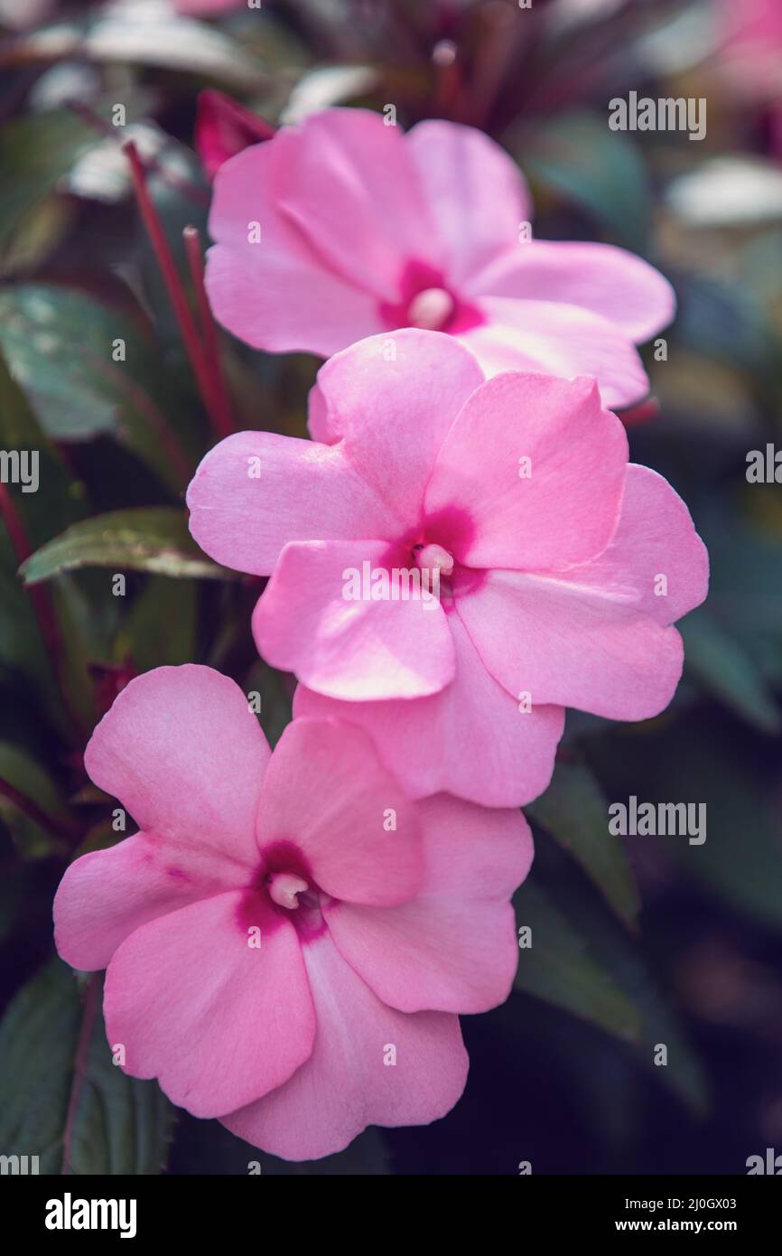 Fiore rosa Nuova Guinea Impatiens Foto Stock