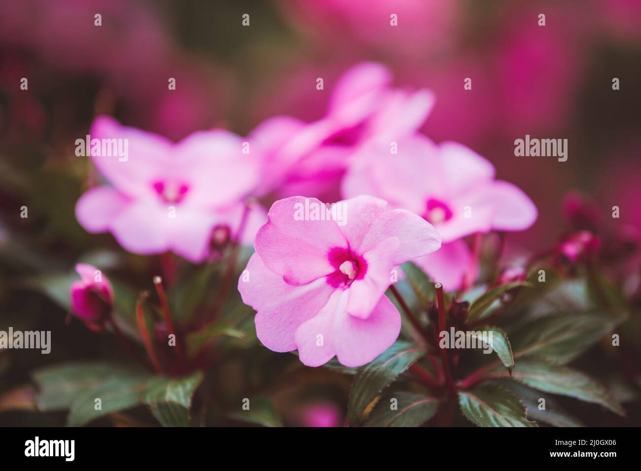 Fiore rosa Nuova Guinea Impatiens Foto Stock
