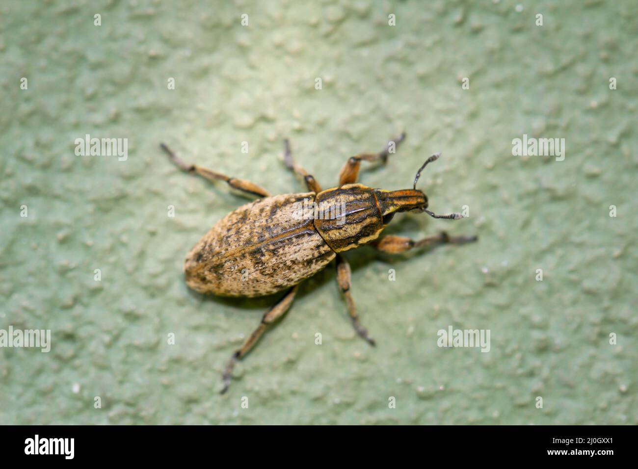 Primo piano di un dolce. I curculionidi appartengono ai coleotteri. Foto Stock