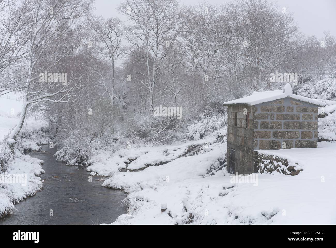 Pini e una casa di rifugio coperta di neve su un bianco paesaggio invernale con un attraversamento del fiume a Mondim de basso, Portogallo Foto Stock