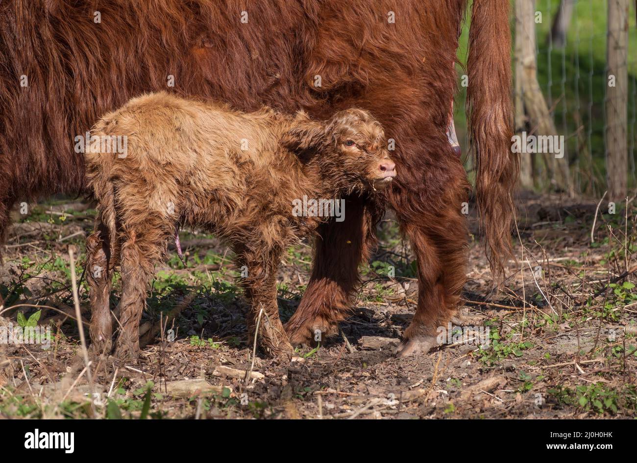 Un vitello neonato molto giovane di un highlander scozzese, Foto Stock