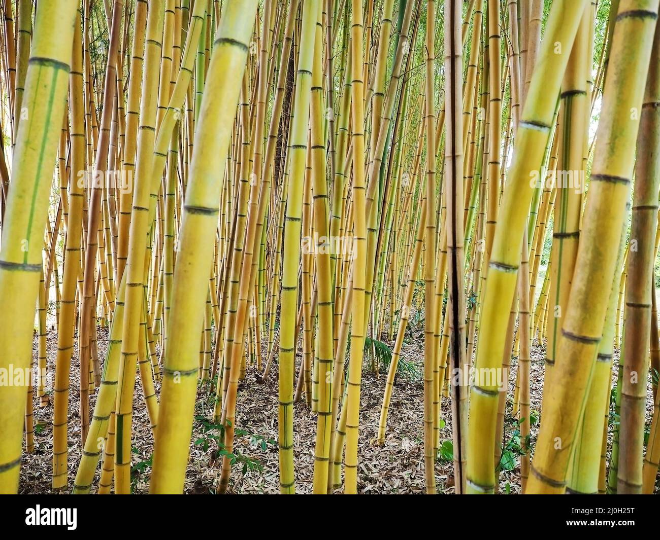 Folti spessi di bambù verde nel parco. Boschetto di bambù. Foto a schermo intero Foto Stock