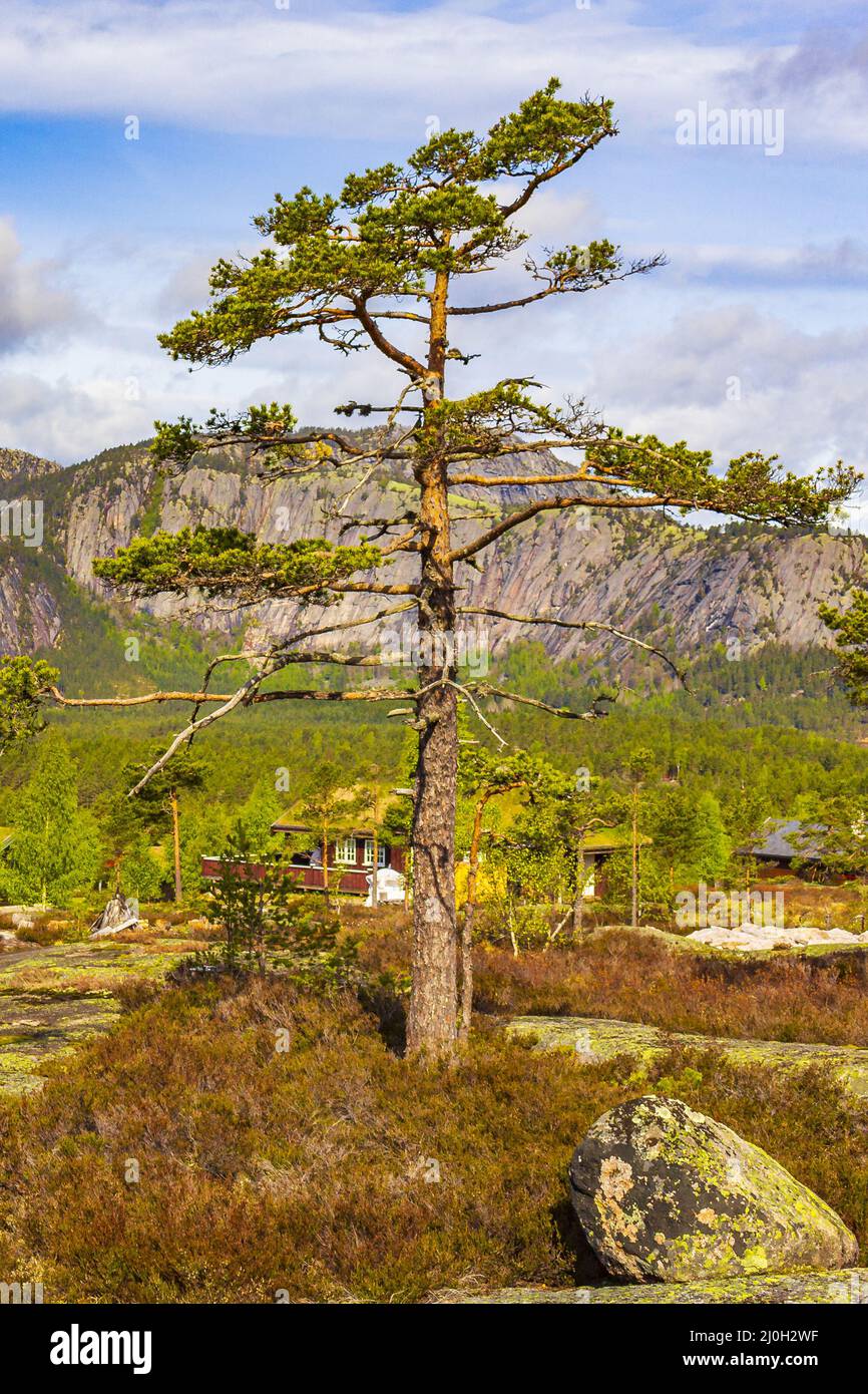 Panorama con alberi di abete e montagne paesaggio naturale Nissedal Norvegia. Foto Stock