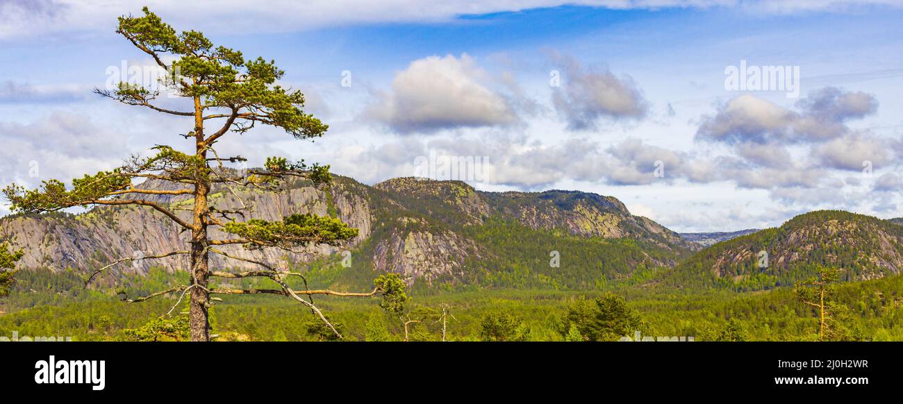 Panorama con alberi di abete e montagne paesaggio naturale Nissedal Norvegia. Foto Stock