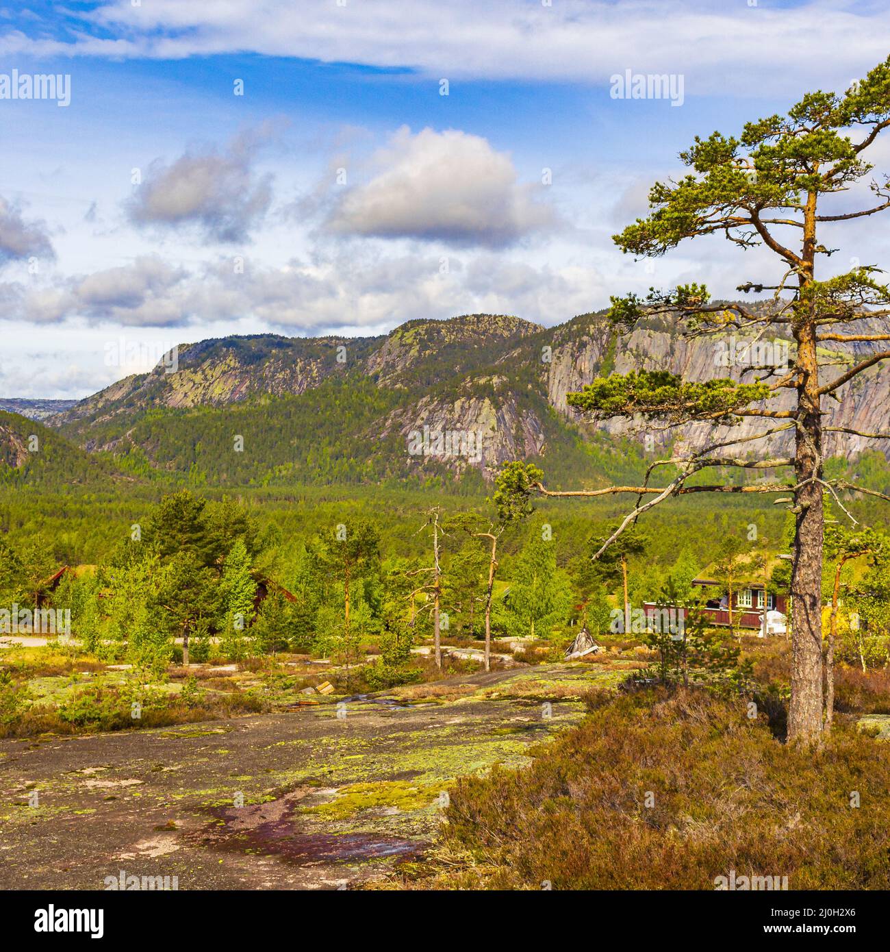 Panorama con alberi di abete e montagne paesaggio naturale Nissedal Norvegia. Foto Stock