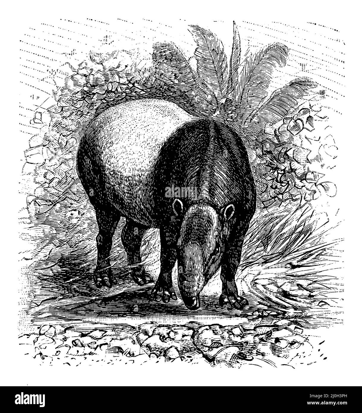 Tapirus indicus, (Enciclopedia, 1893), Schabrackentapir, Tapir de Malaisie Foto Stock