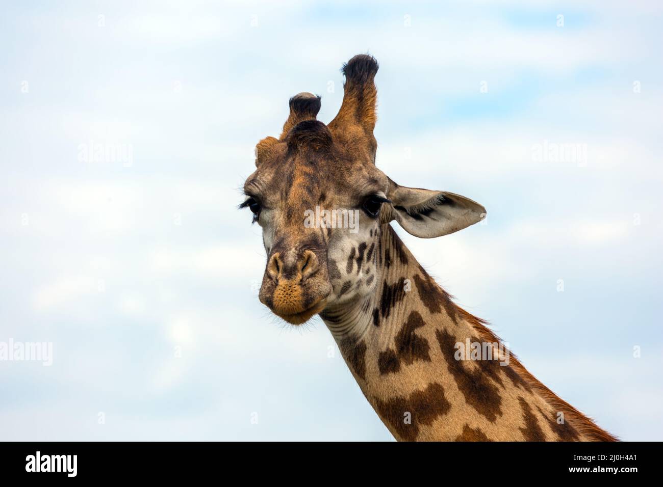 Giraffa a collo lungo con pelle macchiata Foto Stock