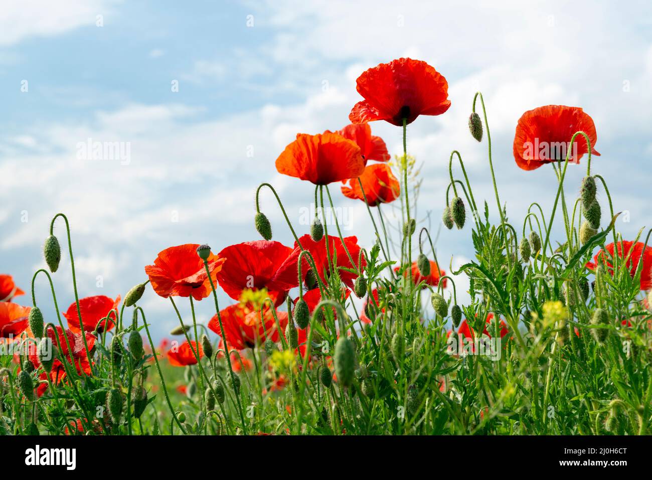 Fiori di papavero rosso contro il cielo blu. Simbolo delle vittime della guerra Foto Stock