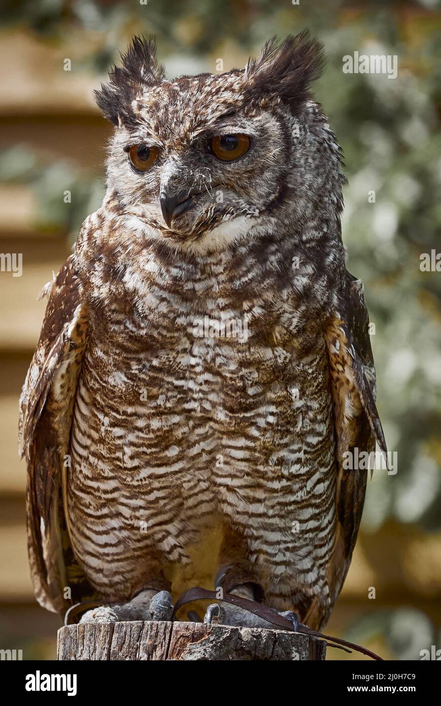 Regno Unito - Uccelli di preda - Amazzonia Grande gufo ornato Foto Stock
