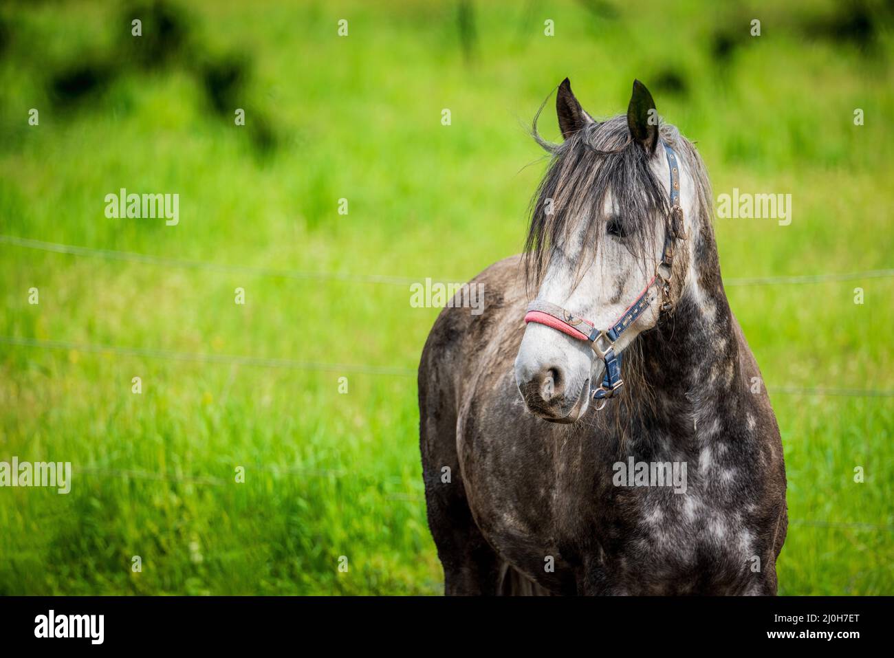 Ritratto a cavallo, primo piano di un cavallo. Foto Stock