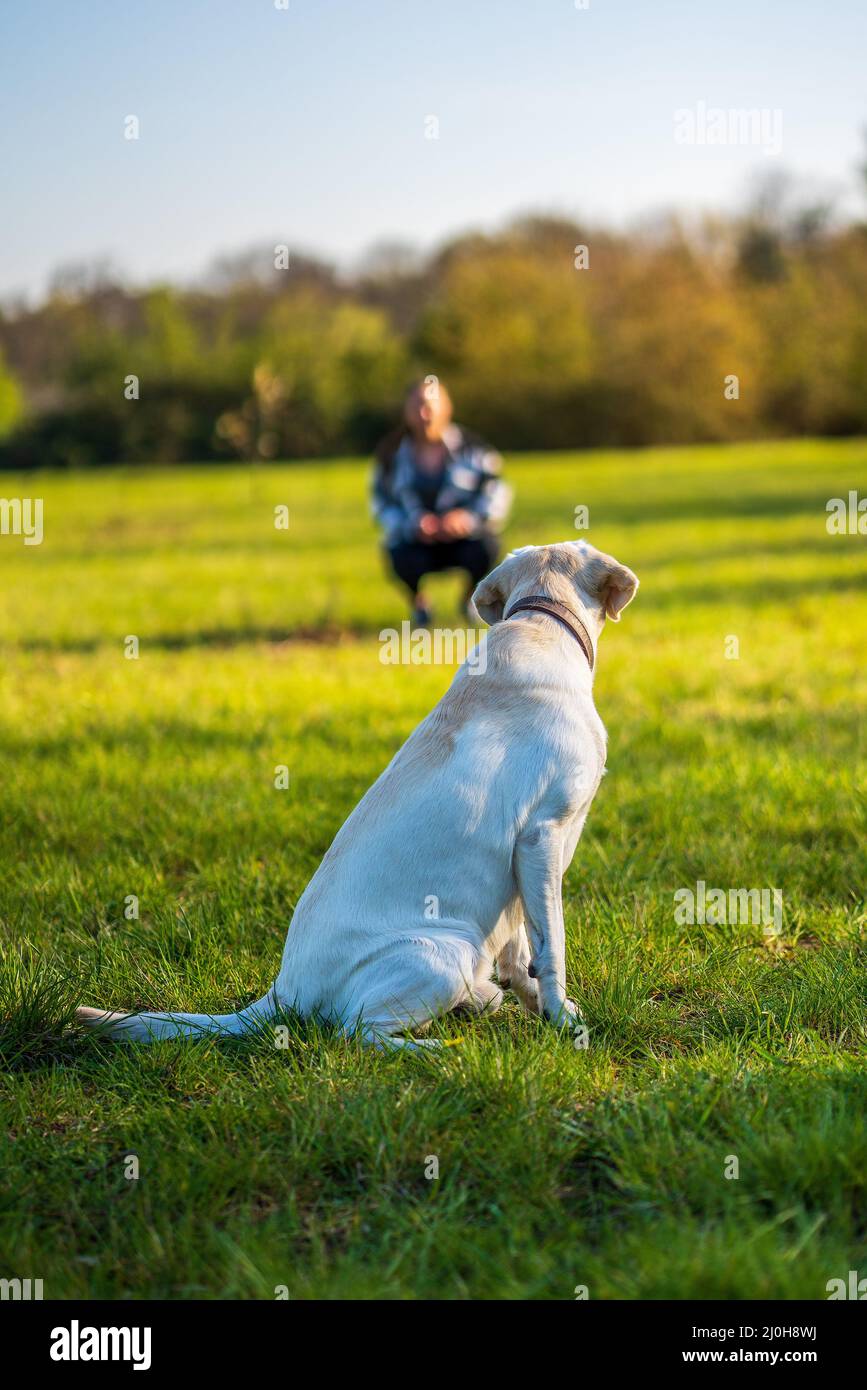 Addestramento del cane con le donne nel prato. Foto Stock