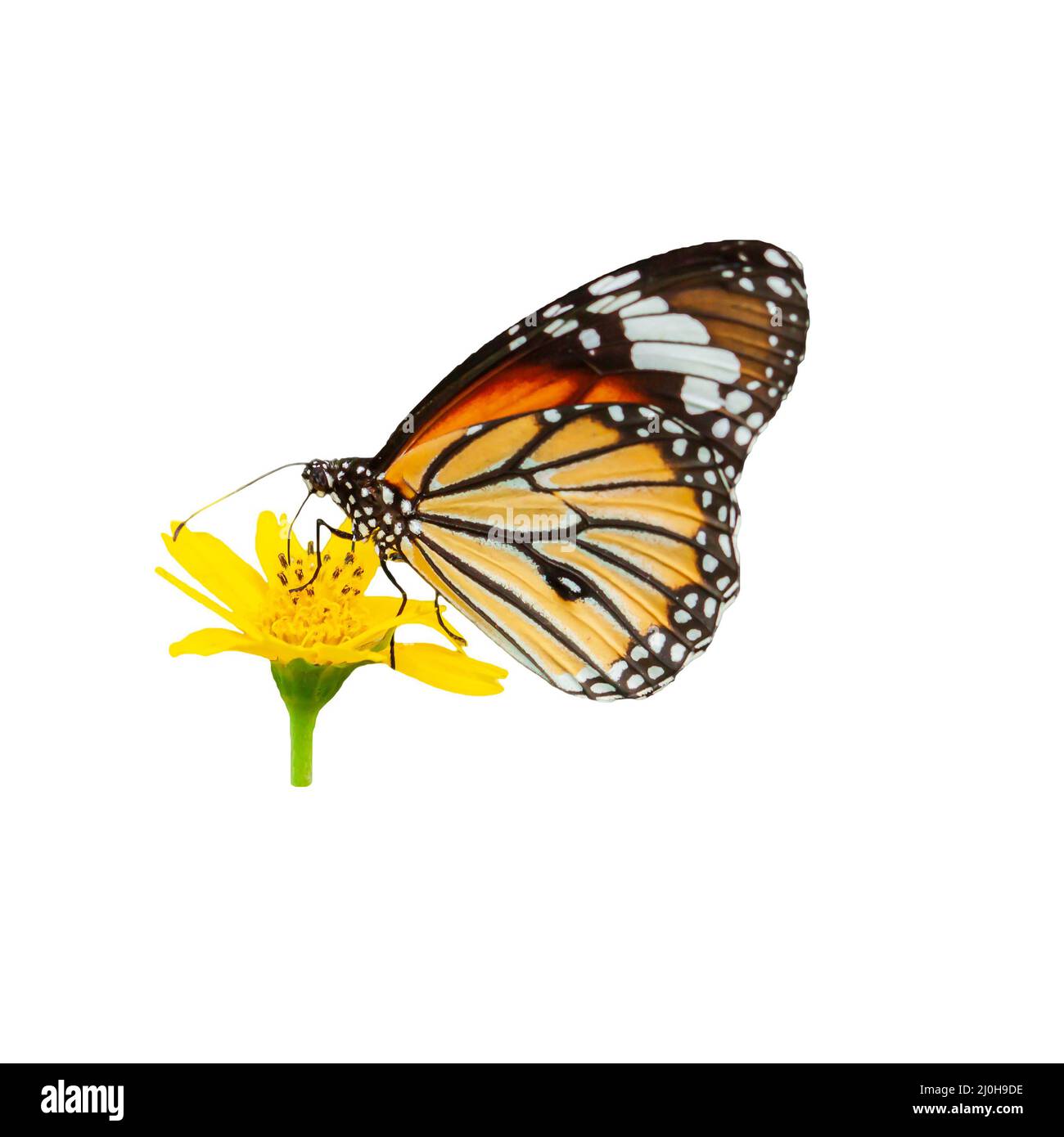 Una farfalla monarca che impollinano fiori gialli in piena fioritura, isolata su sfondo bianco con un percorso di taglio. Foto Stock