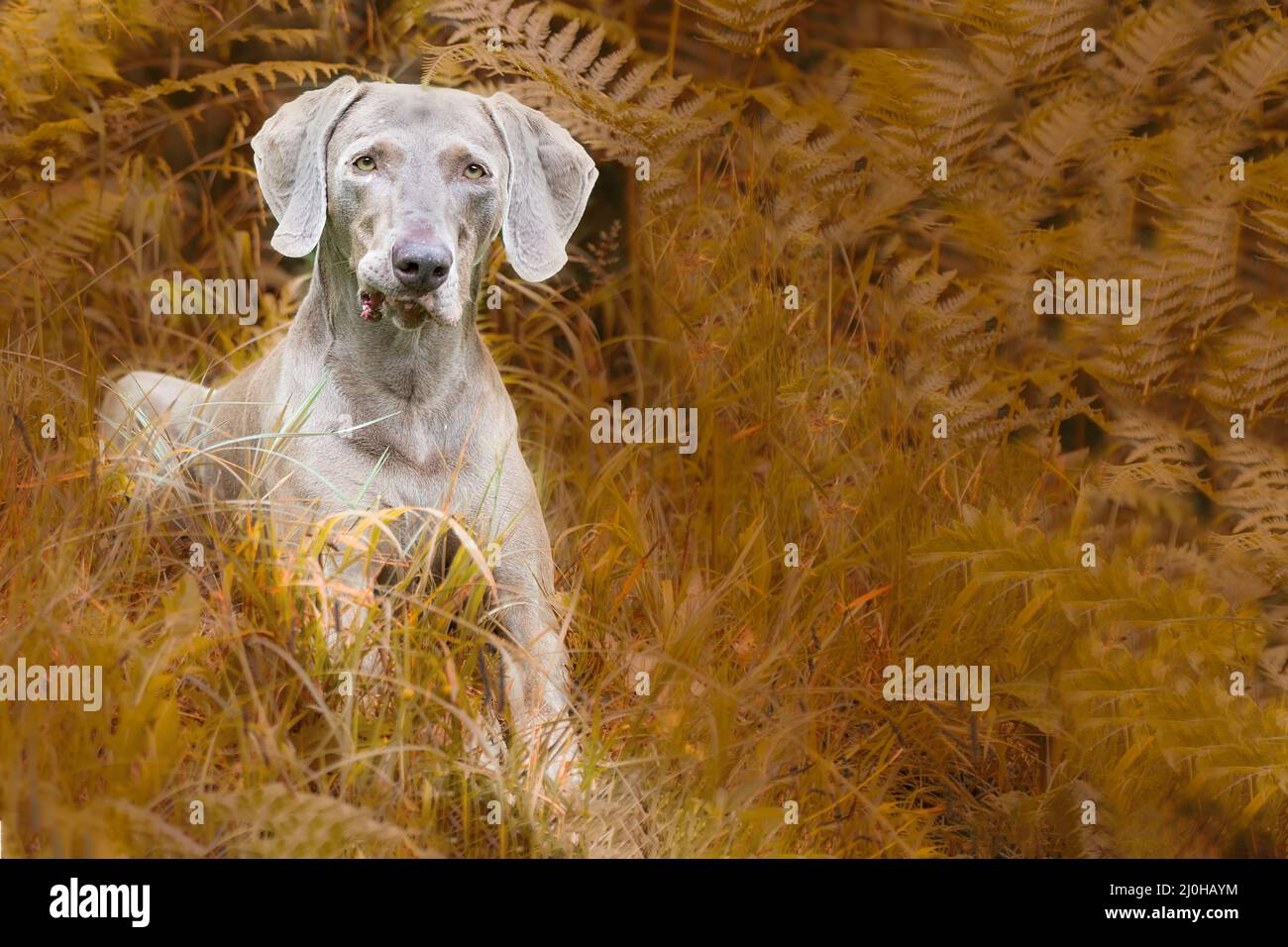 Wimaraner puntando-cane Foto Stock