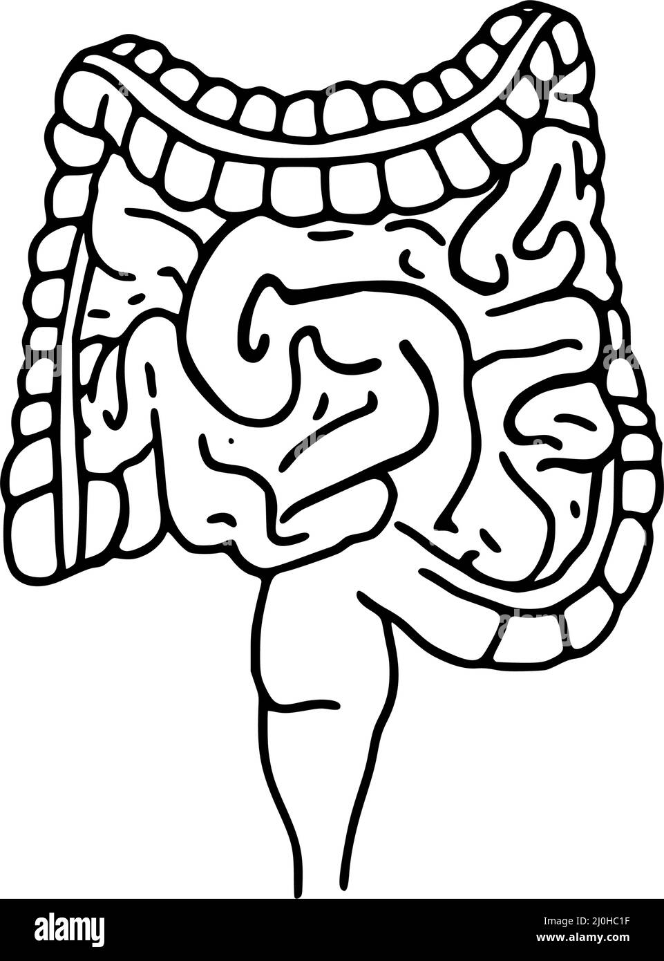 Illustrazione vettoriale di scarabocchio dell'intestino. Icona della linea digestiva isolata su sfondo bianco Illustrazione Vettoriale