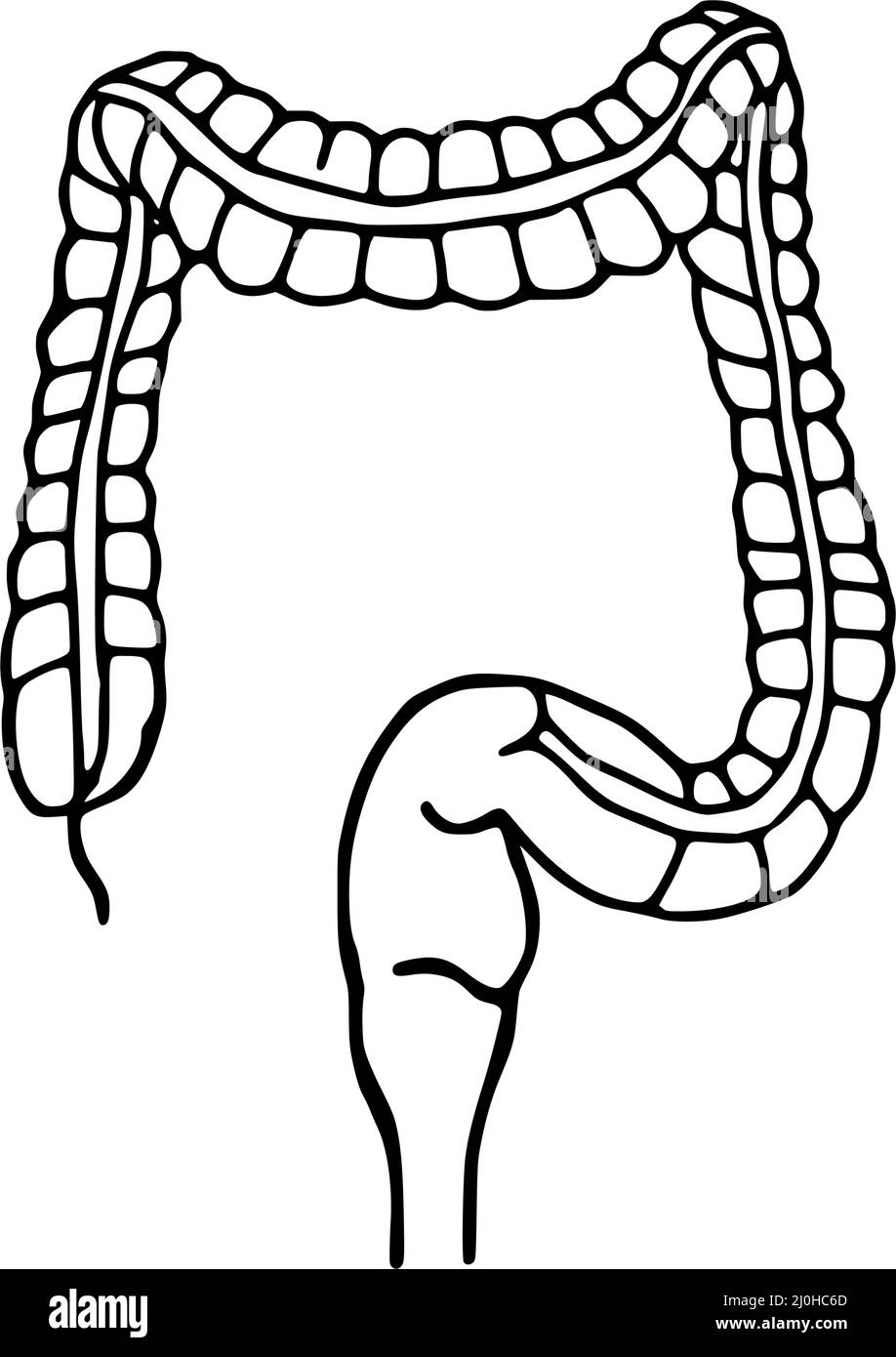 Illustrazione del vettore colon doodle. Icona della linea digestiva isolata su sfondo bianco Illustrazione Vettoriale