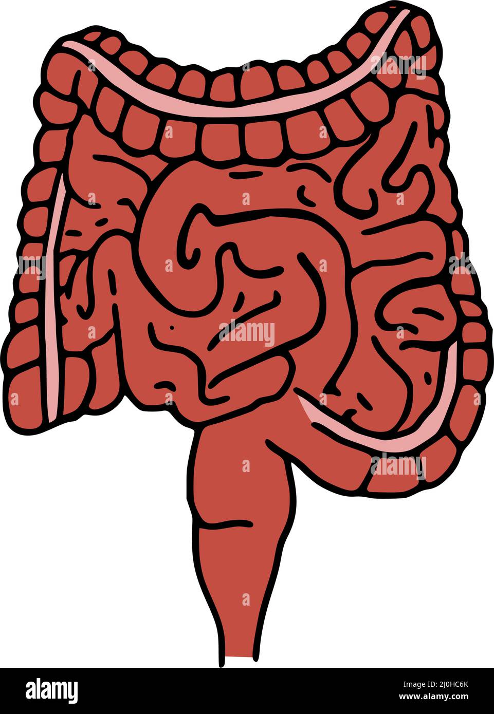 Illustrazione vettoriale di scarabocchio dell'intestino. Icona del cartoon del sistema digestivo isolato su sfondo bianco Illustrazione Vettoriale
