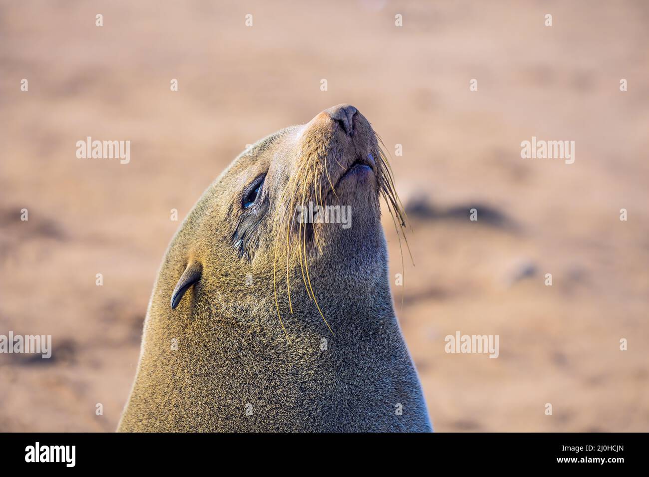 Incantevole foca in pelliccia Foto Stock
