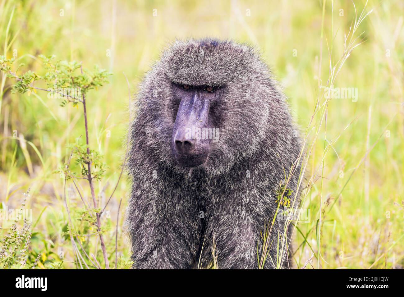 Baboon, o baboon giallo Foto Stock
