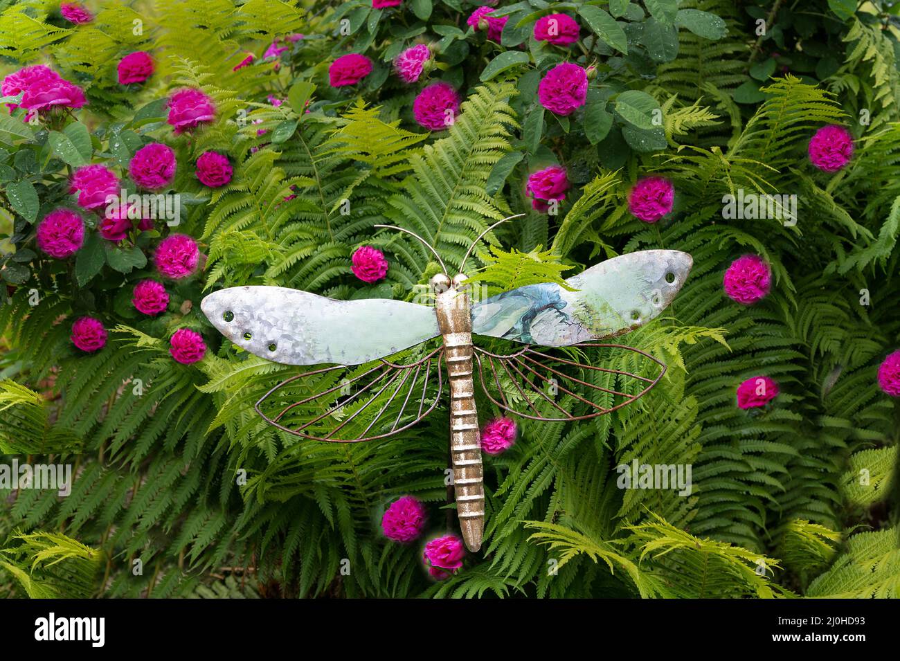 Rose in cottage-giardino Foto Stock