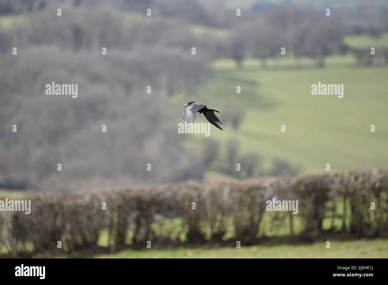 Rook (Corvus frugilegus) volo da destra a sinistra dell'immagine contro una campagna gallese sfondo in un giorno di marcia soleggiato a Mid-Wales, Regno Unito Foto Stock